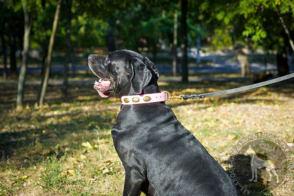 Great Dane leather leash with reliable hardware daily-activity