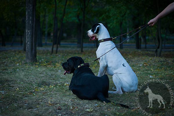 Great Dane leather leash of classy design with brass plated hardware for-walking