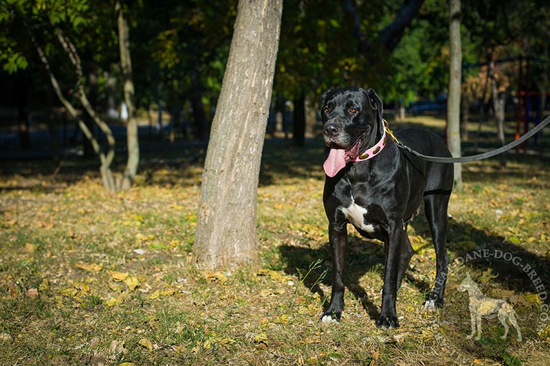 Handcrafted Braided Leather Dog Leash for Great Dane [L3201094 Leather