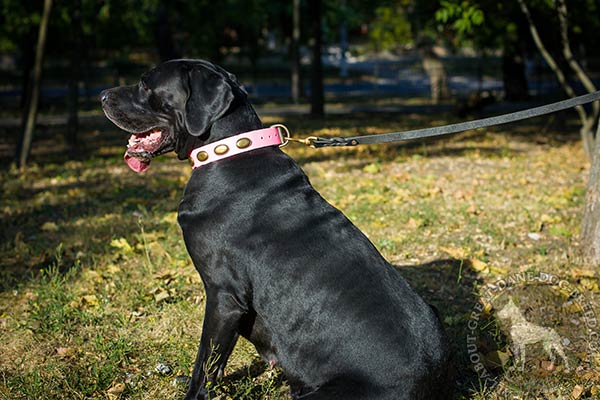 Great Dane leather leash with rust-free hardware quality-control