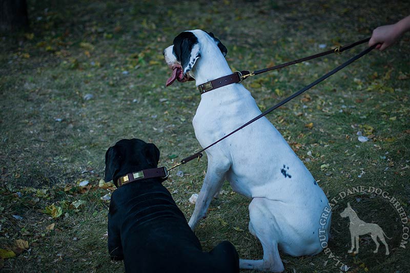 Great Dane Functional Leather Leash [L1201094 Leather leash multi