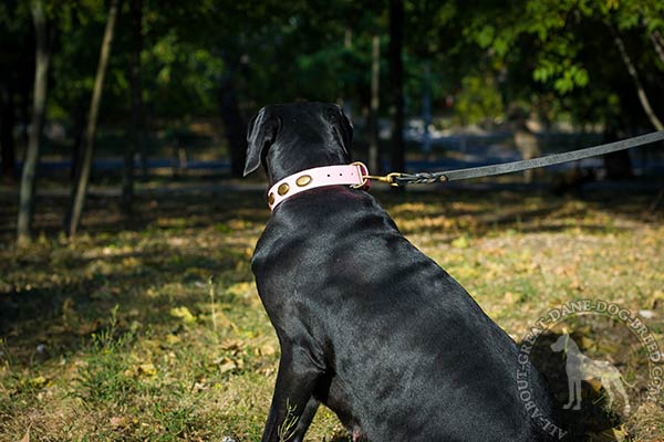 Great Dane leather leash with duly riveted brass plated hardware for-any-activity