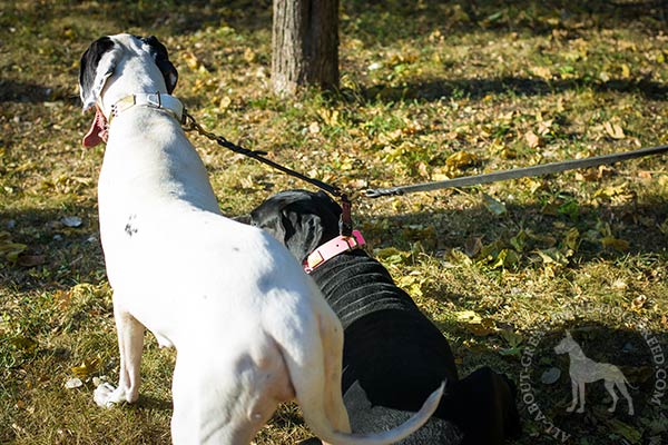 Great Dane leather leash with strong brass plated hardware quality-control