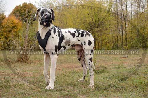 Great Dane Leather Muzzle Dog Training