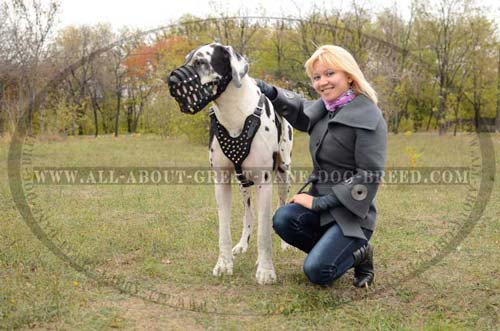 Safe Leather Great Dane Muzzle