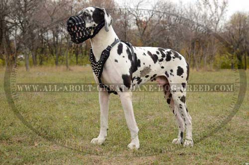 Hypoallergenic Leather Great Dane Muzzle