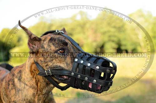 Convenient Leather Great Dane Muzzle