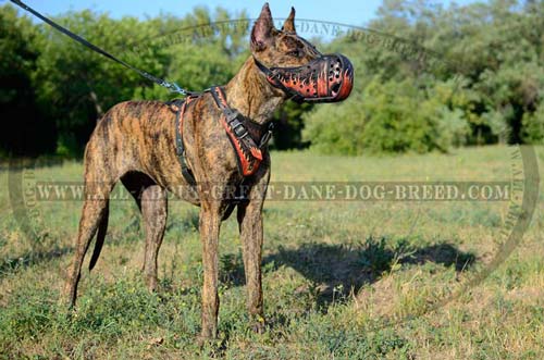 Multitasking Leather Great Dane Muzzle