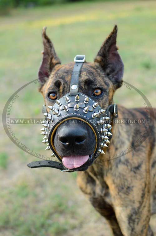 Non-Toxic Decorated Leather Great Dane Muzzle