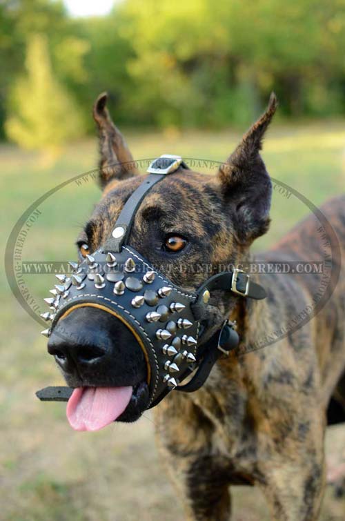 Lifelong Decorated Leather Muzzle for Great Dane