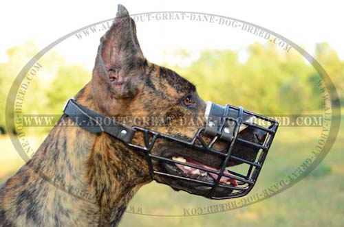 Great Dane Muzzle with Plastic and Rubber Combination