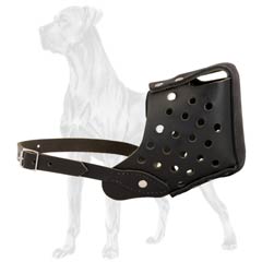 Comfy training with this Great Dane muzzle