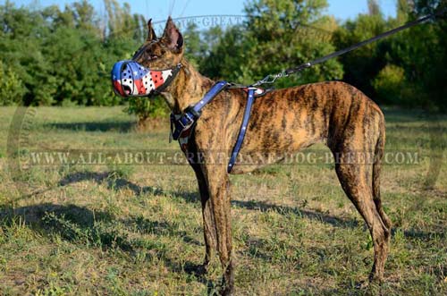 Painted Leather Great Dane Muzzle 