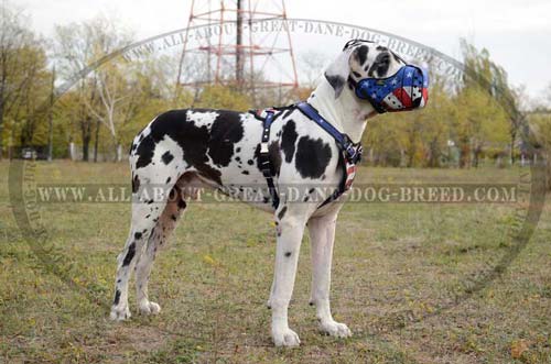 Leather Great Dane Muzzle American Flag Painted 