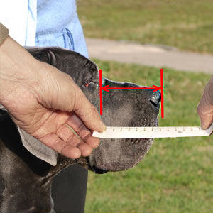 How to measure length of your dog muzzle