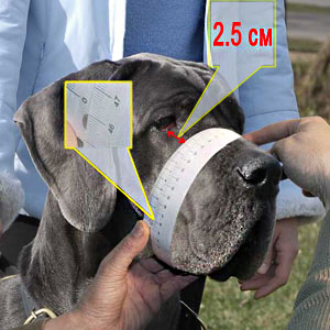 How to measure circumference of your dog muzzle