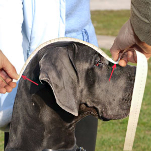 How to measure eye line of your dog muzzle