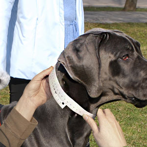 How to measure neck circumference of your dog
muzzle