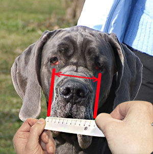 How to measure width of your dog muzzle