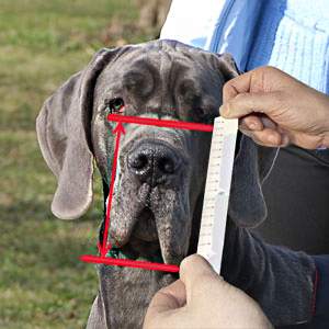 How to measure hight of your dog muzzle